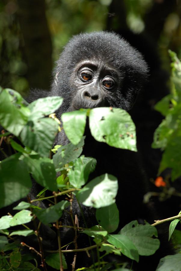 Nkuringo Bwindi Gorilla Lodge Bwindi Impenetrable Park Exterior photo
