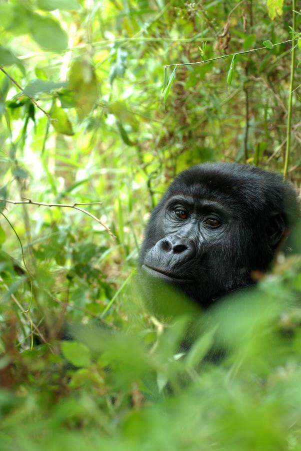 Nkuringo Bwindi Gorilla Lodge Bwindi Impenetrable Park Exterior photo