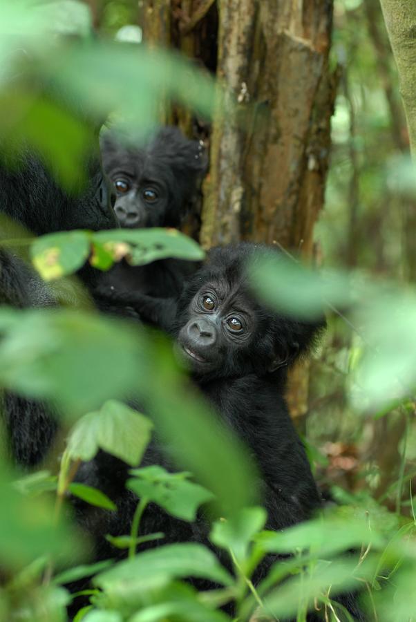 Nkuringo Bwindi Gorilla Lodge Bwindi Impenetrable Park Exterior photo